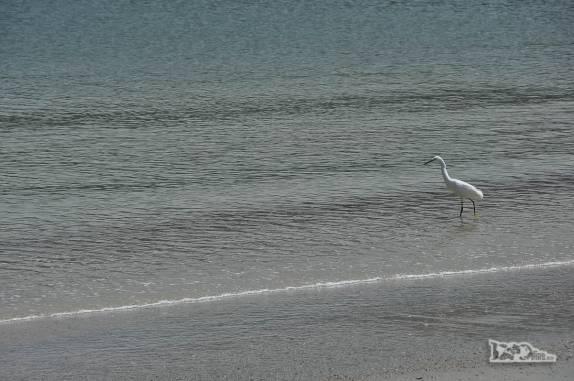 Praia da Armação da Piedade, em Governador Celso Ramos, litoral de Santa Catarina